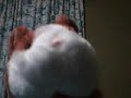 alian guini pig