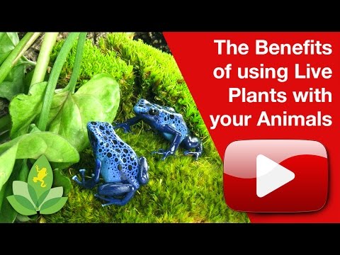 YouTube reptile video