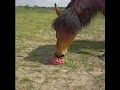 jouet... jouet...