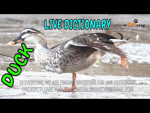 Con Vịt 2 - Live Dictionary