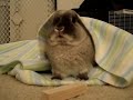 a-bunny-tale.html