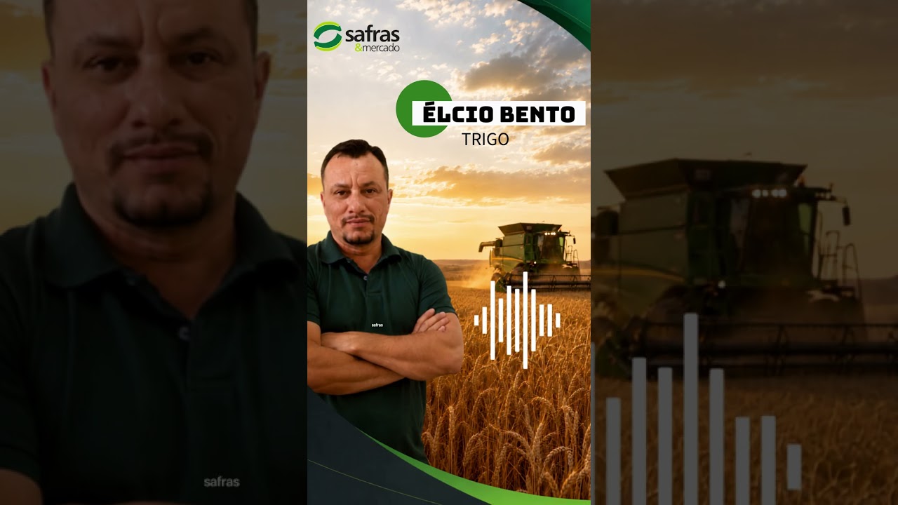 O trigo russo vem ganhando espaço nas aquisições brasileiras