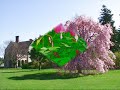Armchair Arboretum Tour!