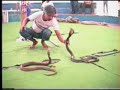 Thailand Snake Show with Cobras
