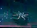 kstyledj-dj-mister-dj-phobia-roxxxx-a4-discoplex.html