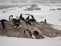 Adelie penguins in Antarctica