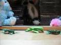 Frog Hop