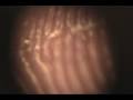 Our Microscopic World: Ep_1