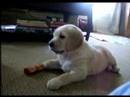 Puppy MANGLES Bear and Human