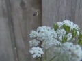 A hoverfly's mishap A hoverfly's mishap