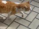 猫動画