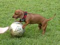 The Life & Times Of Sadie The Daschund