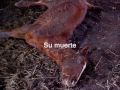 maltrato animales