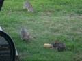 Dueling Rabbits - Banjo - Phil Mann