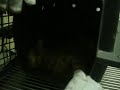 YouTubeサムネイル[FvO18pC60lc] - 3枚目