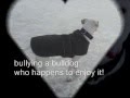 Bulldog Americano video