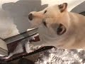 Windex in the Snow
