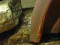 Alevins parachromis dovii
