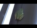 Froggy Style