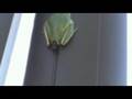 Froggy Style