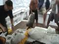 UM-DIA-DE-PESCA-II