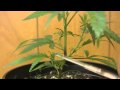 tokin daily: topping your plant