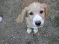 cachorros-luli-dreyc