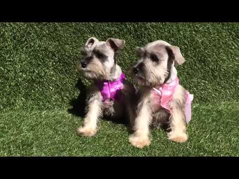 Female Mini Schnauzer Puppy