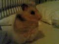 Calm Hamster