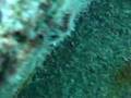 videos de Shipwreck on a single breath 4