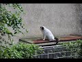 野良猫の居場所