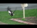 Sony HDR-SR7 Slow Motion Demo