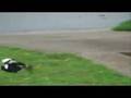 Sony HDR-SR7 Slow Motion Demo