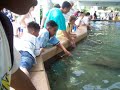 AMAZING FOOTAGE AT SEAWORLD, ORLANDO