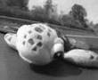 Bllink 182 Miss you