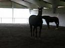 Le�la et epire au manege