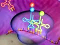 DNA, RNA og Prótín