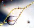 DNA, RNA og Prótín