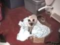 Sheba - World's Oldest Living Cat!