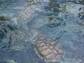Turtle Farm - Grand Cayman