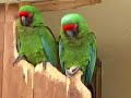 Papagayo song - PEPE ARTIGAS Manele-Gratis.net