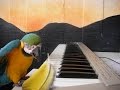 Papagayo song - PEPE ARTIGAS