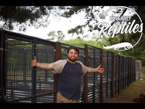 YouTube reptile video