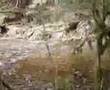 BIGFOOT TRIBE ATTACKS! ALASKA BEAR VIEWING WEBCAM