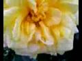 小さく黄色い癒し (200812041311.3gp) - Wed Dec 3 21:20:20 2008