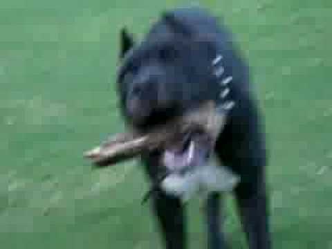 american staffy