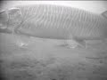 muskie nose to nose