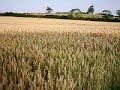 Wheatfield By Farndon Road, Market Harborough