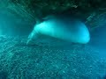 Monk seal playing with eel