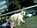 Jaspers erster Balkon Ausflug